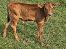 Fine Wine Bull