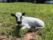Fast Load / Spoken Rose heifer
