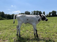 Fast Load / Spoken Rose heifer